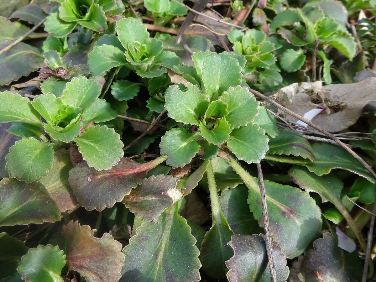 Saxifraga x geum (Saxifragaceae)
